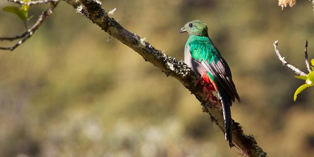 Los Quetzales National Park